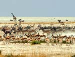 Herds of antelope, zebras and other animals move across a dry African plain, dust rising