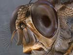 very close up of fly’s head, brown, spiky, screen-like eyes