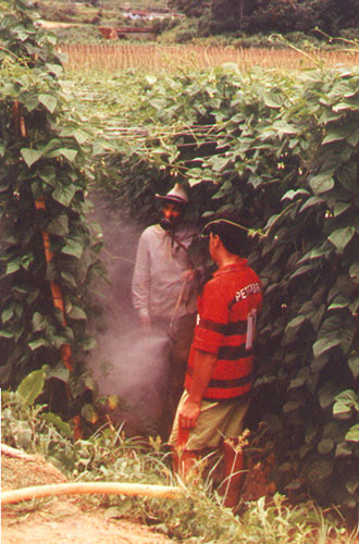 Two men spay plants from in between rows of vines