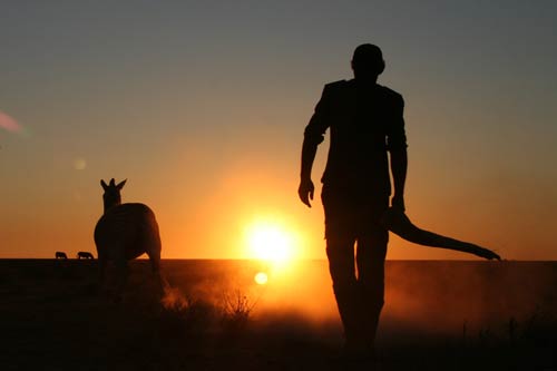 silhouette of person walking into sunset next to a zebra across flat, dusty land