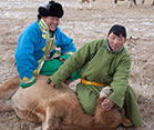 Mongolian herders in a field restrain animal on the groud for inspection.