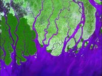 Satellite image of green land, water is purple, shows many rivers