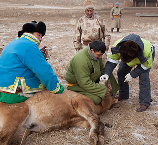 Mongolian herders in a field restrain animal on the group for inspection.