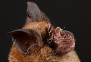 Close up photo of profile of face of horseshoe bat, has brown fur, large dark ears and complex nose with many folds of skin
