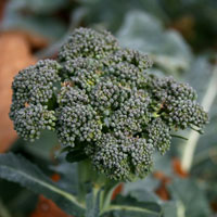 Close up of head of broccoli plant