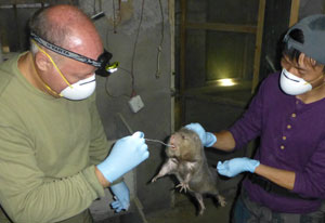 One man holds large bamboo rat by scruff of neck, another man swabs rat's mouth, both men wear gloves and masks