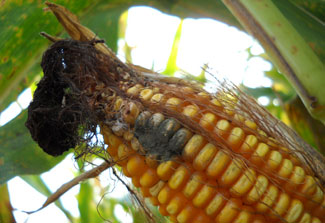 Close up in a sunny field of ear of corn with mold growing near the tip