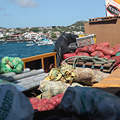 This photos shows a boat loaded with produce. A harbor town in in the background.