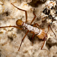Close up of brown ant