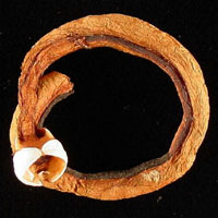 Brown, shriveled shipworm looped into a circular shape on black background