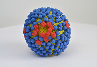 Photo of 3D-printed model of Influenza virus