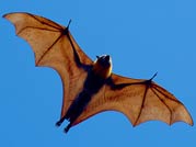 A bat, wings outstretched, flies in the sky, seen from below