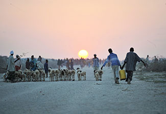 Groups of people and a herd of animals walk along an unpaved toward the sunset.