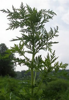 Close up of green, leafy Qinghao plant, Artemisia annua L