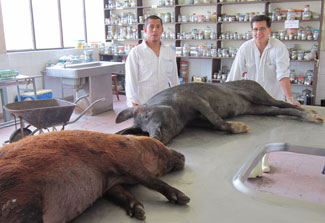 Two large pigs lying on counter in lab, two male researchers in white coats stand behind the pigs