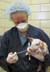 Researcher in scrubs wearing hair net, medical mask and latex gloves swabs nostril of baby pig she cradles in one arm