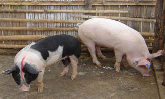 two large pigs graze packed dirt floor of wooden pen