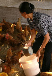 Poultry farmer in Vietnam who has taken precautionary measures against Avian flu feeds her livestock
