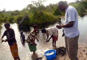 Group of African women wash cassava at the edge of a body of water