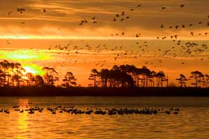 Hundreds of birds float on water and fly over water, sunset and shoreline with trees behind