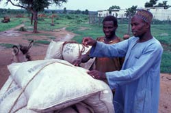 Two men load five large bags of rice onto a donkey, dirt roads in the background