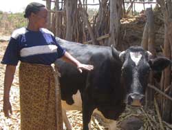 Photo: Woman in wrap skirt uses her hand to guide black and white cow in front of a stick hut