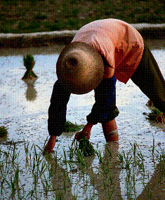 Vietnamese person working in the rice paddies